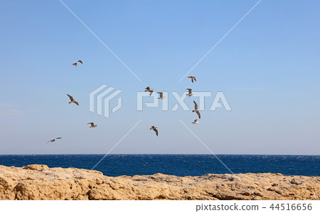 Flock of many seagulls flying hovering in blue sky 44516656