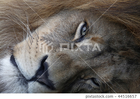 Extreme close up portrait of African lion 44516657