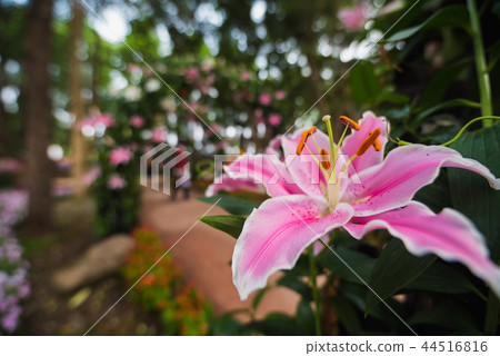 close up of lilly flowers in the garden close up of lilly flowers in the garden 44516816