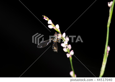 Black-and-white sobo soar Black-and-white sobo soar 44517040