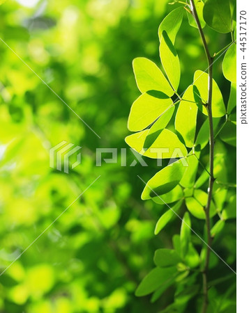 blur background from variety of green plant leaves blur background from variety of green plant leaves 44517170