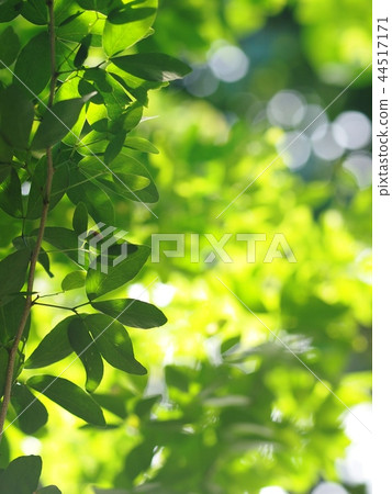 blur background from variety of green plant leaves blur background from variety of green plant leaves 44517171