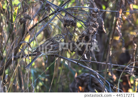 Yellowhammer 44517271