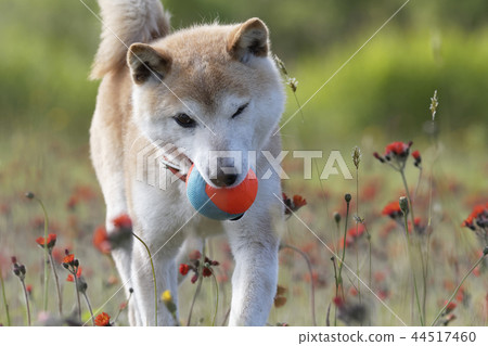 Shiba Inu在外地玩 44517460