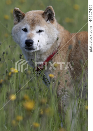 Shiba Inu playing in the field Shiba Inu playing in the field 44517463