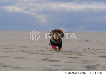 Dachshund Kaninhaen cute 44517483