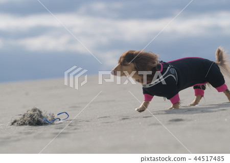 Dachshund Kaninhaen cute 44517485