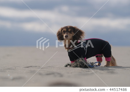 Dachshund Kaninhaen cute Dachshund Kaninhaen cute 44517486