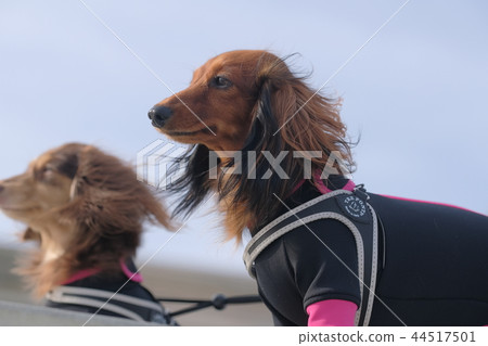 Dachshund Kaninhaen cute 44517501