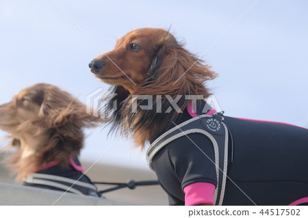 Dachshund Kaninhaen cute 44517502