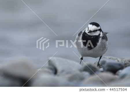 秋天河岸的“Hakusekirei” 44517504