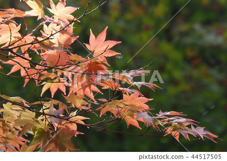 秋天的樹葉 44517505