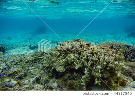 Coral reef of Hatajima Island, Yaeyama Islands Coral reef of Hatajima Island, Yaeyama Islands 44517840