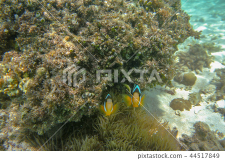 Coral reef of Hatajima Island, Yaeyama Islands Coral reef of Hatajima Island, Yaeyama Islands 44517849