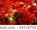 秋天的樹葉 44518708