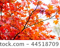 秋天的樹葉 44518709