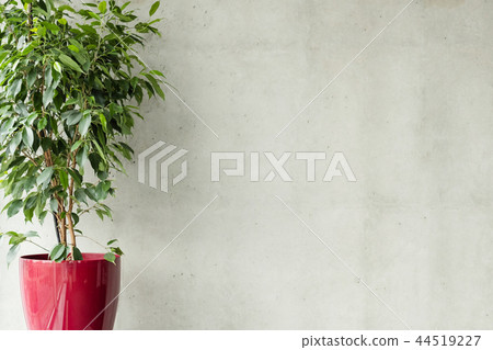 ficus red pot grey concrete wall background empty ficus red pot grey concrete wall background empty 44519227