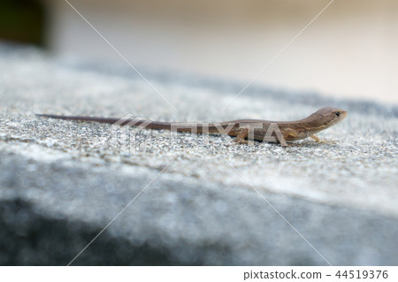 Profile of the Japanese canadian snake 44519376