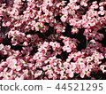 採取在房子花園 44521295