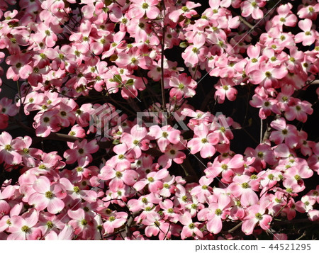 採取在房子花園 44521295
