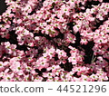 採取在房子花園 44521296