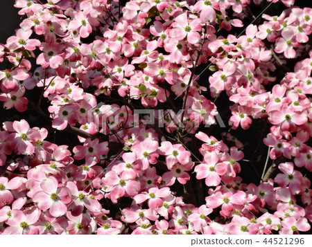 採取在房子花園 採取在房子花園 44521296