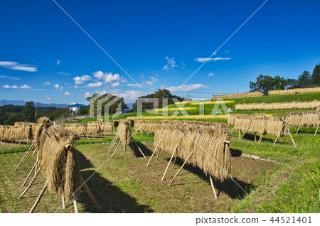 Terakasaka Tanada in the time of rice harvesting 44521401