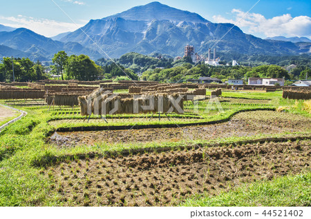 Terakasaka Tanada在水稻收穫時 44521402