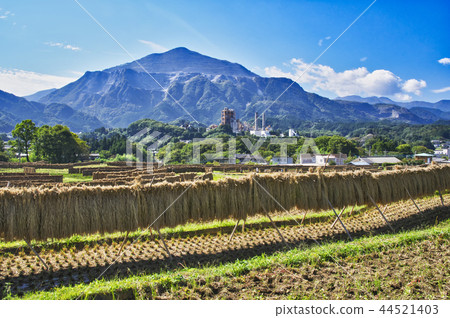 Terakasaka Tanada在水稻收穫時 44521403
