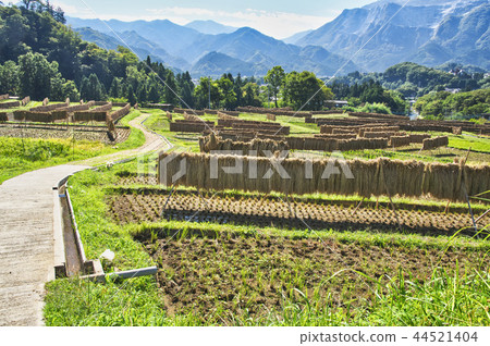 Terakasaka Tanada在水稻收穫時 44521404