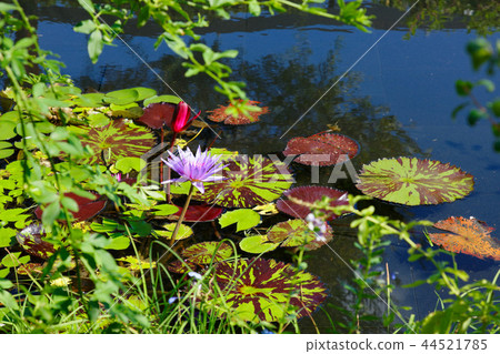 Monet-style colorful water lily garden Urban oasis Aerial garden 44521785