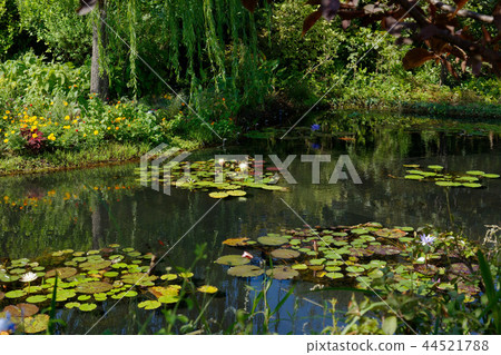 Monet-style colorful water lily garden Urban oasis Aerial garden Monet-style colorful water lily garden Urban oasis Aerial garden 44521788