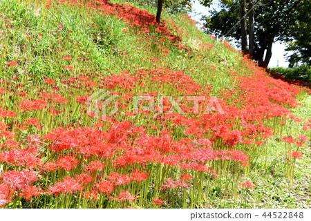 Cluster amaryllis 44522848