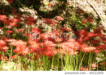 Cluster amaryllis 44522849