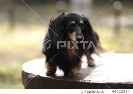 Dax Kaninhen small dog 44522884