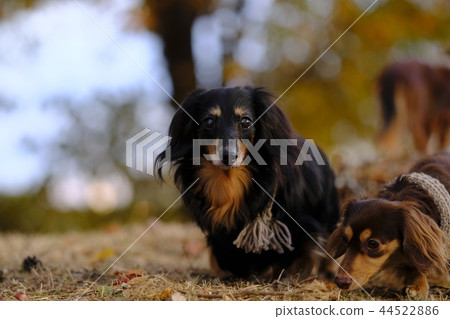 Dax Kaninhen small dog 44522886