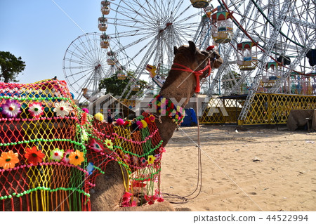 Dressed camel moving amusement park ferris wheel for Pushkar camel safari in Rajasthan India Dressed camel moving amusement park ferris wheel for Pushkar camel safari in Rajasthan India 44522994