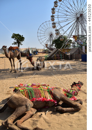 Dressed camel moving amusement park ferris wheel for Pushkar camel safari in Rajasthan India Dressed camel moving amusement park ferris wheel for Pushkar camel safari in Rajasthan India 44523030