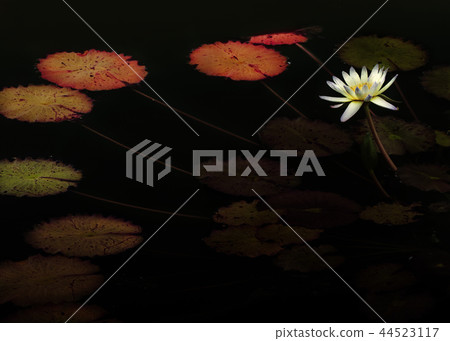 秋天荷花 44523117