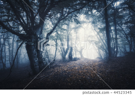 Dark foggy forest. Mystical autumn forest Dark foggy forest. Mystical autumn forest 44523345