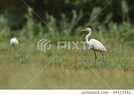 Creatures Wild bird Chu Rabbit, Ishigaki Island in October. Several flocks are resting and feeding on the meadow 44523442