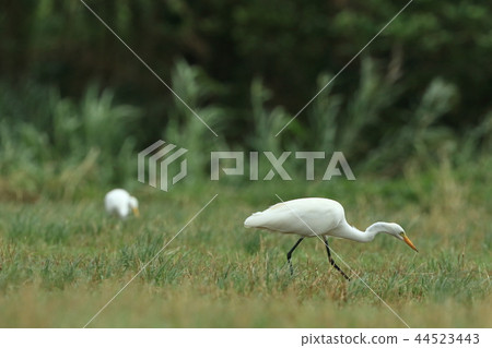 Creatures Wild birds It is a little bumpy compared to Chu Rabbits and Great Egrets, is it difficult to distinguish in the distance? 44523443