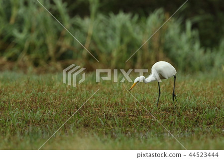Creatures Wild bird A Chulb, near the spot to find a prey. It seems that you are eating insects such as grasshoppers 44523444