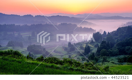 Terraced rice terrace (morning view) 44523521