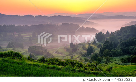 Terraced rice terrace (morning view) 44523522