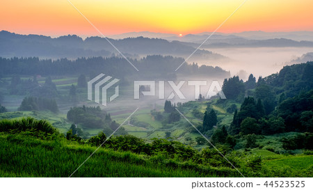 Terraced rice terrace (morning view) 44523525