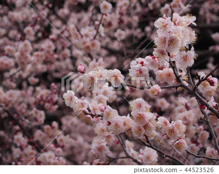 Plum Bungo After the rain 44523526
