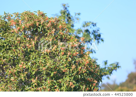 Kinmokusei花 Kinmokusei花 44523800