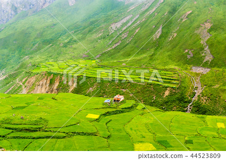 Green terraced fields and traditional architecture Green terraced fields and traditional architecture 44523809