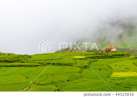 Green terraced fields and traditional architecture Green terraced fields and traditional architecture 44523810